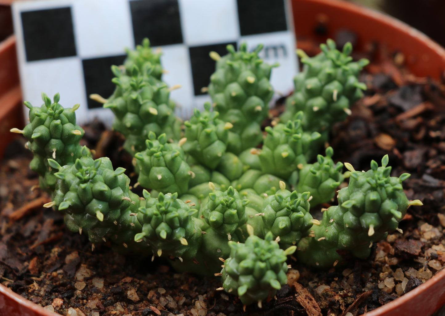 Euphorbia clavaroides (Lionspoor, Vingerpol)