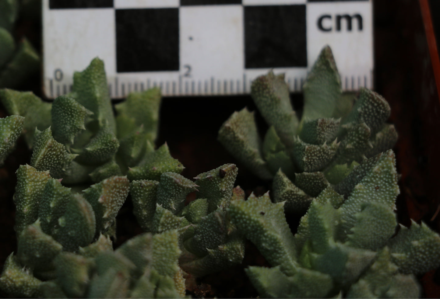 Stomatium middelburgense (Middelburg)