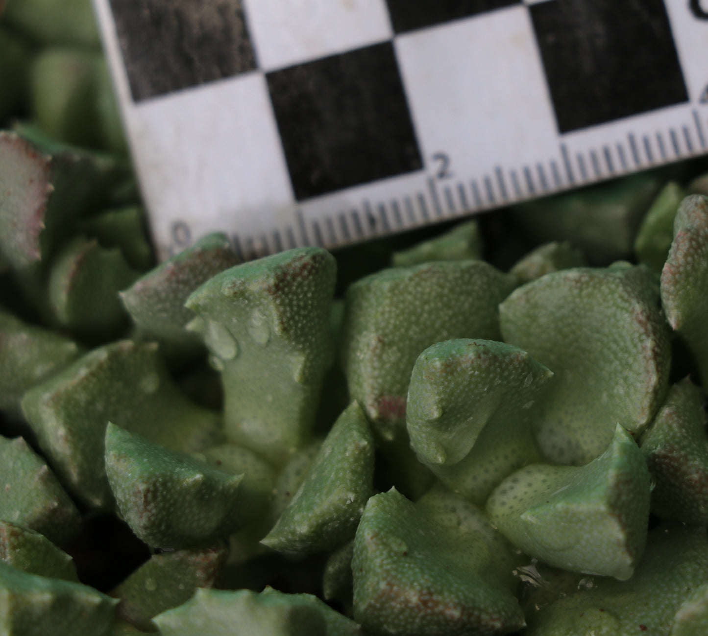 Stomatium rouxii (Victoria West)