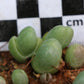 Gibbaeum heathii