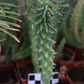 Euphorbia clandestina (Volstruisnek)