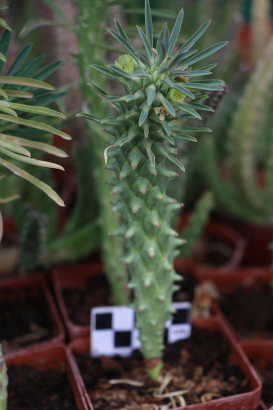 Euphorbia clandestina (Volstruisnek)