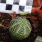 Euphorbia obesa (Baseball Plant, Vetmensie)