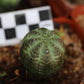 Euphorbia obesa (Baseball Plant, Vetmensie)