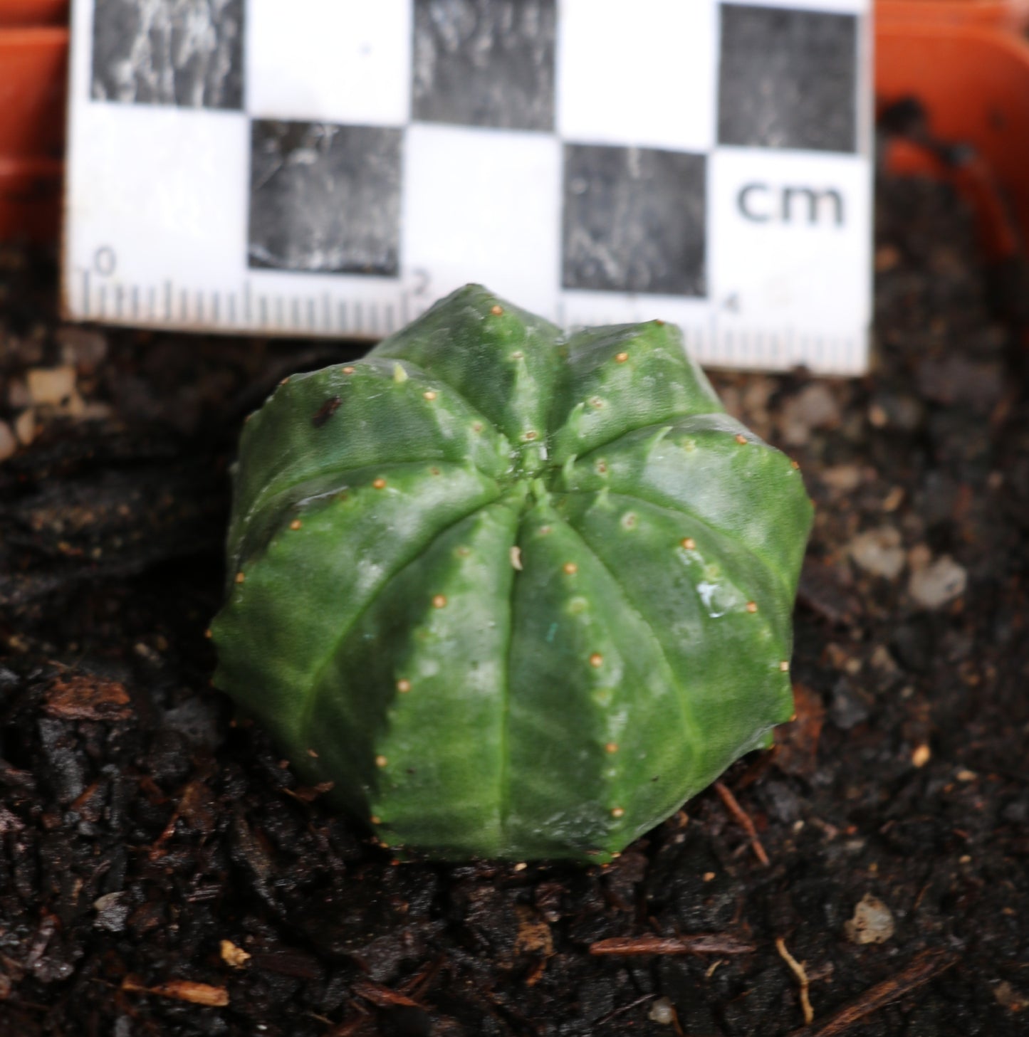 Euphorbia meloformis subsp. meloformis