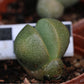 Pleiospilos nellii (Split Rock, Lewerplant)