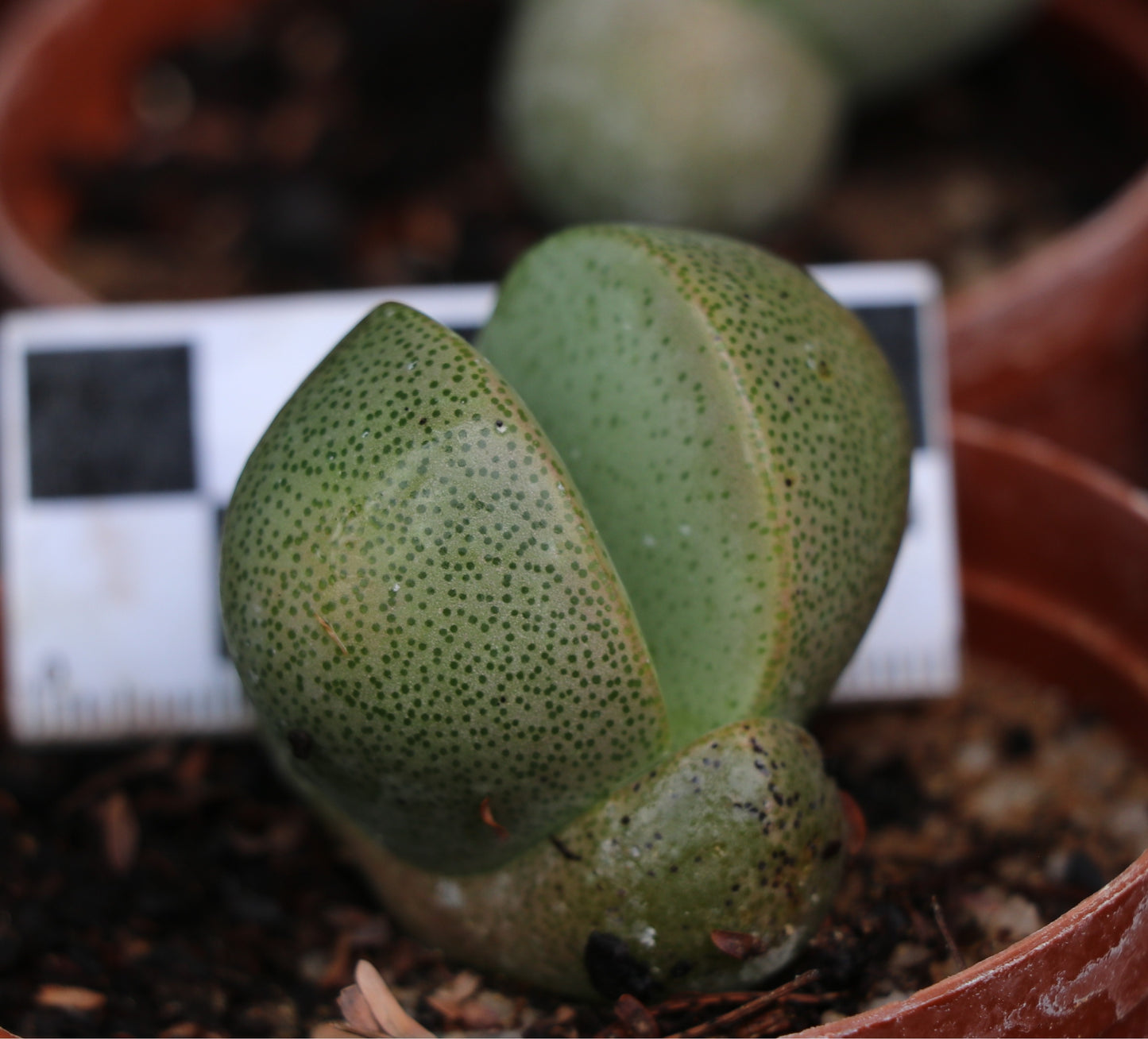 Pleiospilos nellii (Split Rock, Lewerplant)