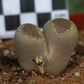Lithops terricolor (C132) East of Laingsburg