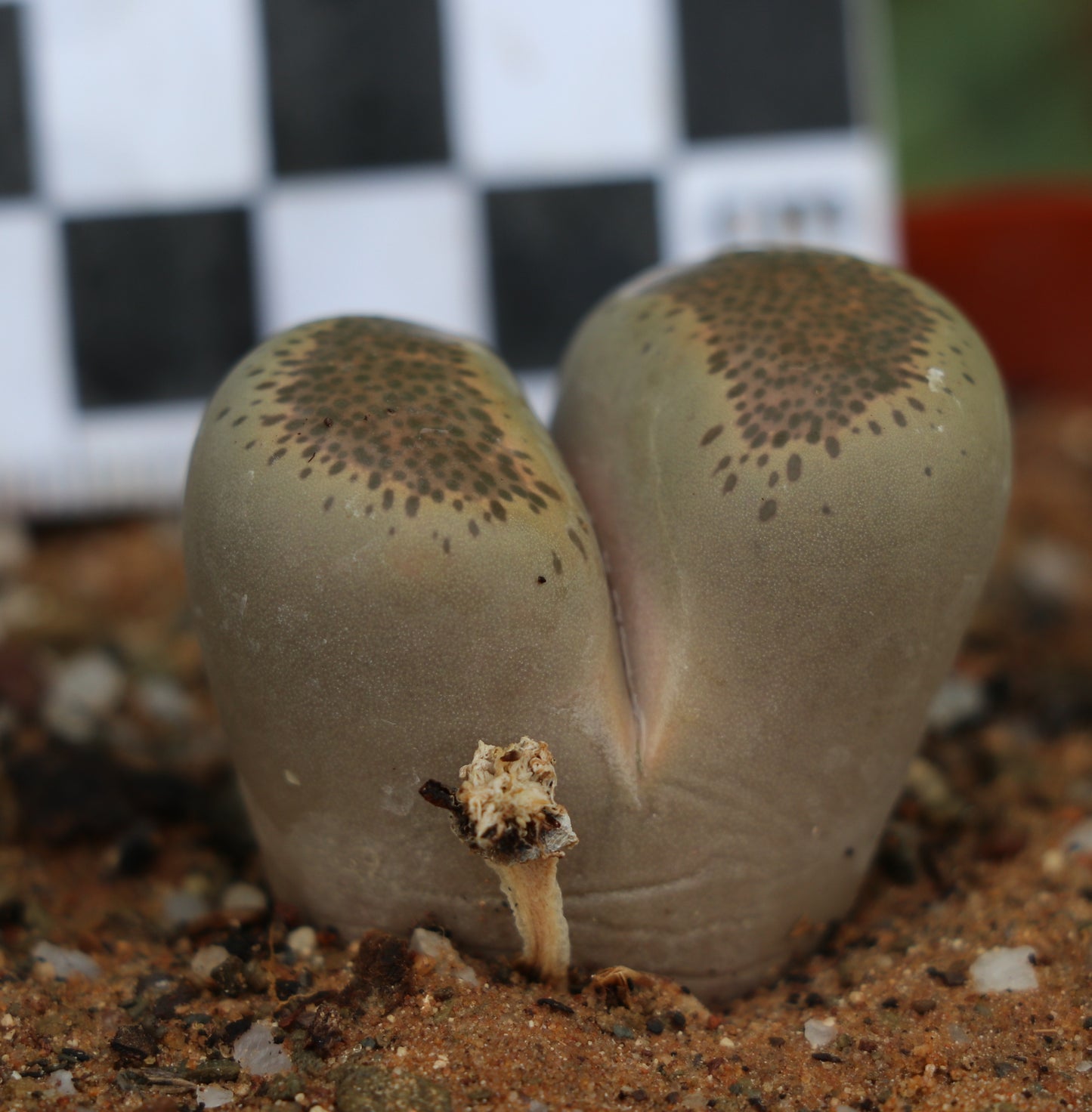Lithops terricolor (C132) East of Laingsburg