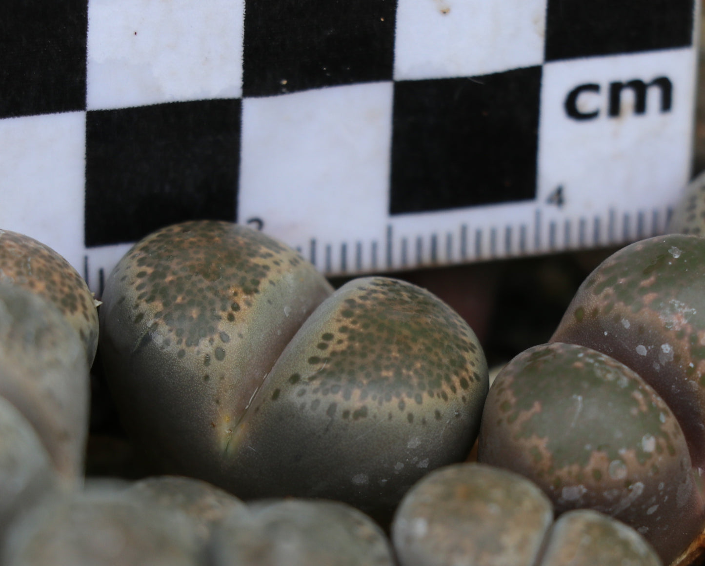 Lithops terricolor (C132) East of Laingsburg
