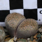 Lithops terricolor (C132) East of Laingsburg