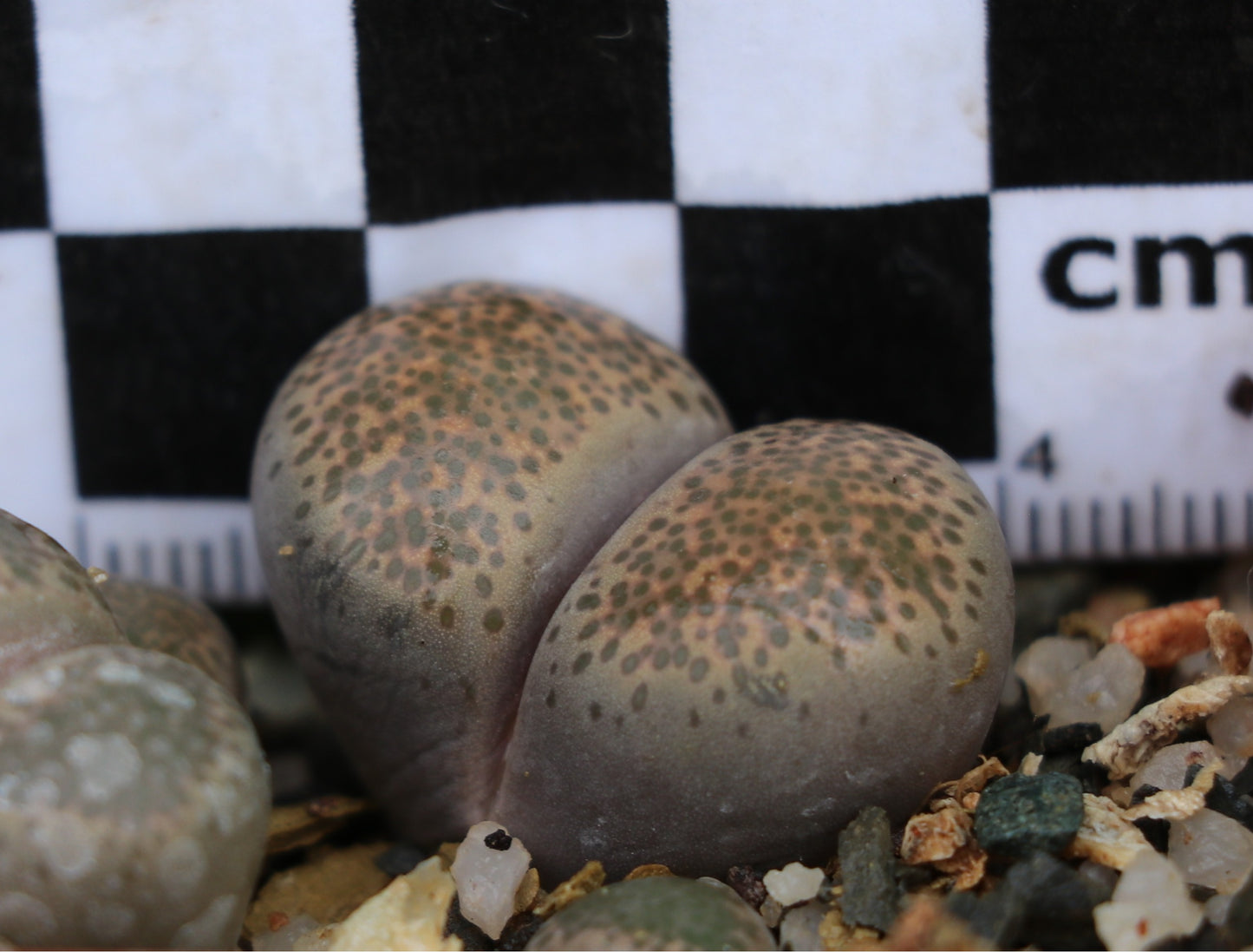 Lithops terricolor (C132) East of Laingsburg