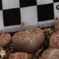 Lithops coleorum (C396) Elisras