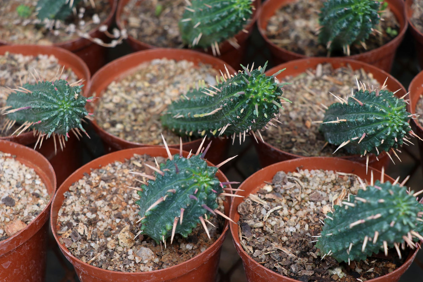 Euphorbia mammillaris (Corn Cob Plant)