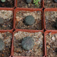 Euphorbia obesa (Baseball Plant, Vetmensie)