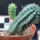 Euphorbia mammillaris (Corn Cob Plant)