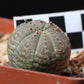 Euphorbia obesa (Baseball Plant, Vetmensie)
