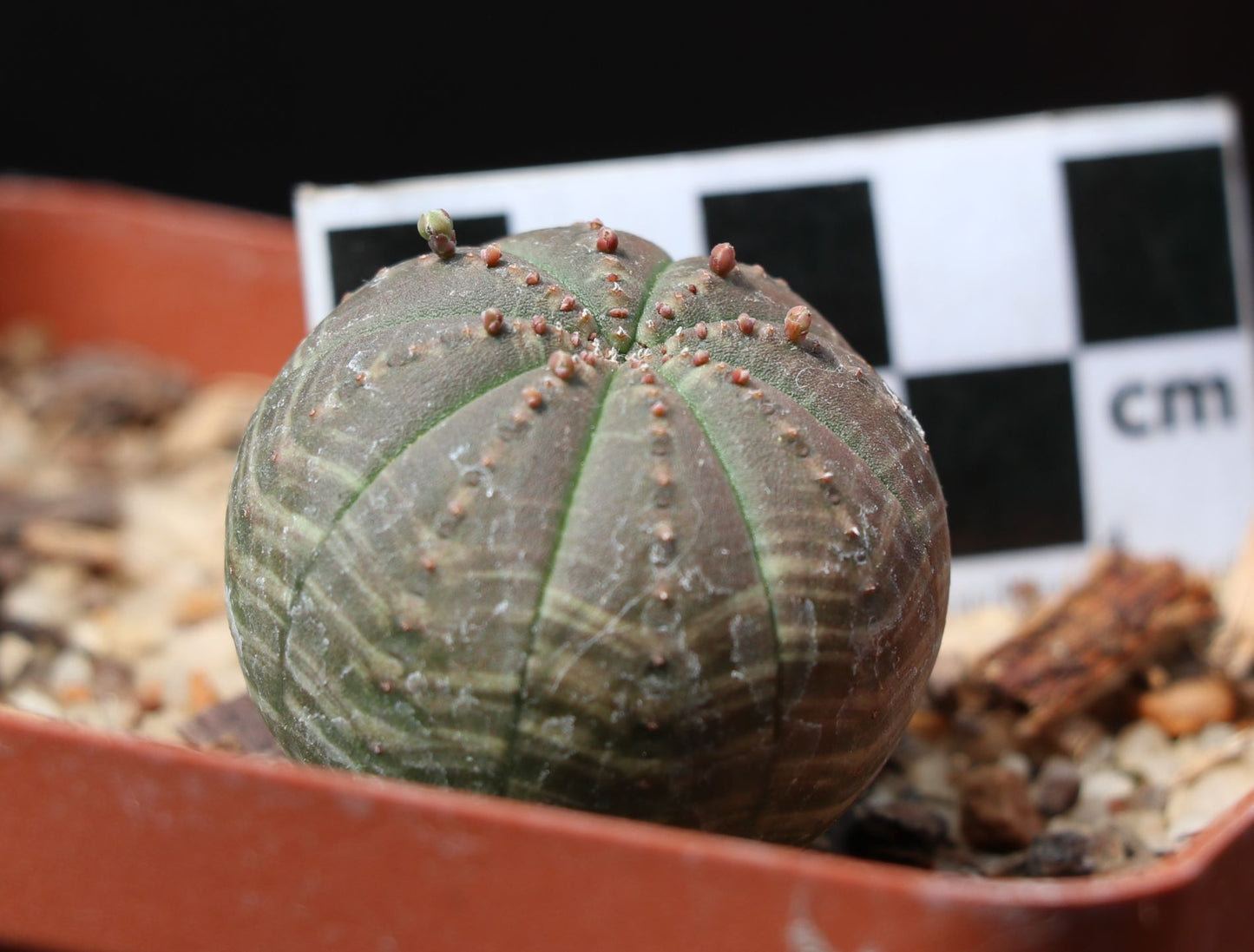 Euphorbia obesa (Baseball Plant, Vetmensie)