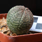 Euphorbia obesa (Baseball Plant, Vetmensie)