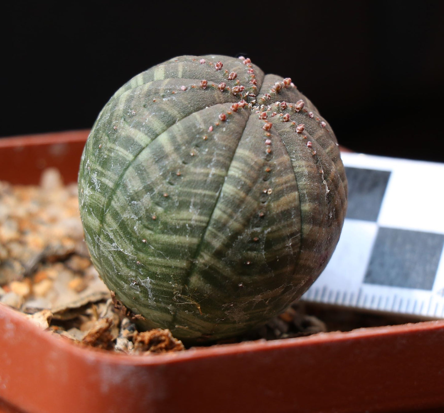 Euphorbia obesa (Baseball Plant, Vetmensie)