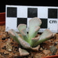 Titanopsis calcarea (Fulleri Form) Saxendrift