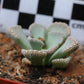 Titanopsis calcarea (Fulleri Form) Saxendrift