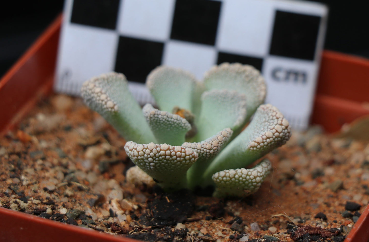 Titanopsis calcarea (Fulleri Form) Saxendrift