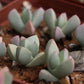 Schwantesia herrei (Sendelingsdrif)