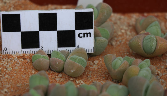 Cheiridopsis verrucosa (Alexander Bay)