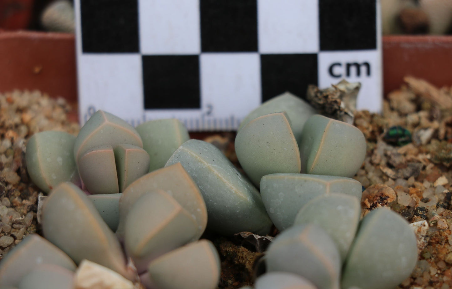 Lapidaria margaretae (Desert Rose)