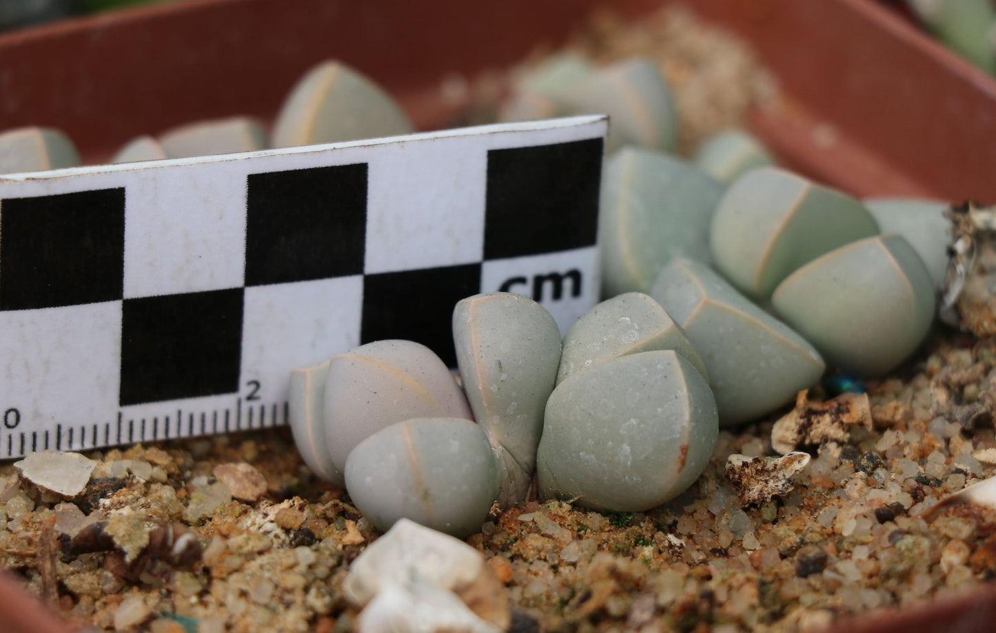 Lapidaria margaretae (Desert Rose)