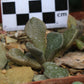 Aloinopsis rosulata (Beaufort West)