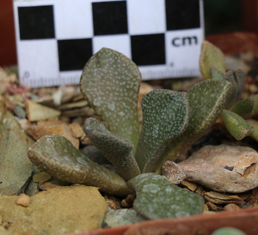 Aloinopsis rosulata (Beaufort West)