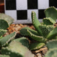 Aloinopsis malherbei