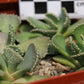 Aloinopsis malherbei
