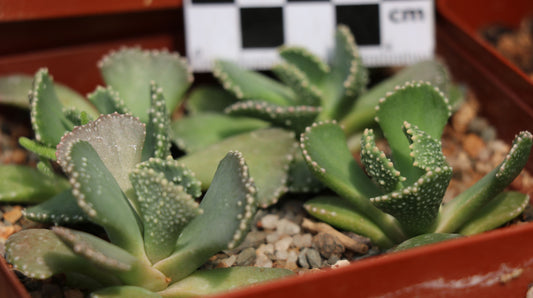 Aloinopsis malherbei