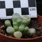 Fenstraria rhopalophylla subsp. aurantiaca (Window Plant/Baby Toes/Baba Tone)