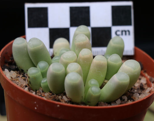 Fenstraria rhopalophylla subsp. aurantiaca (Window Plant/Baby Toes/Baba Tone)