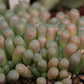 Fenstraria rhopalophylla subsp. aurantiaca (Window Plant/Baby Toes/Baba Tone)