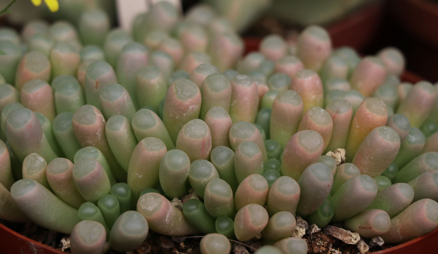 Fenstraria rhopalophylla subsp. aurantiaca (Window Plant/Baby Toes/Baba Tone)