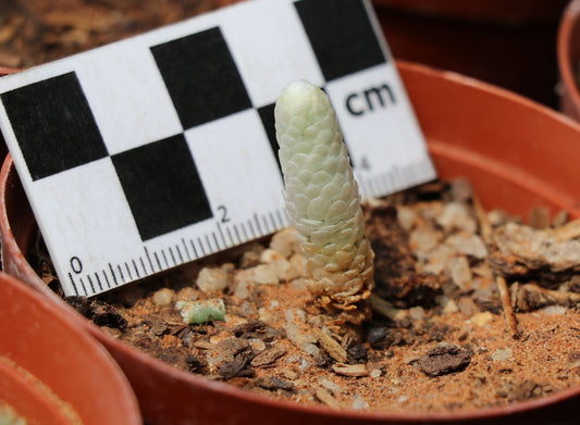 Avonia (Anacampseros) papyracea (Gansmis)