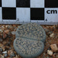 Lithops lesliei subsp. burchellii (C308) Douglas