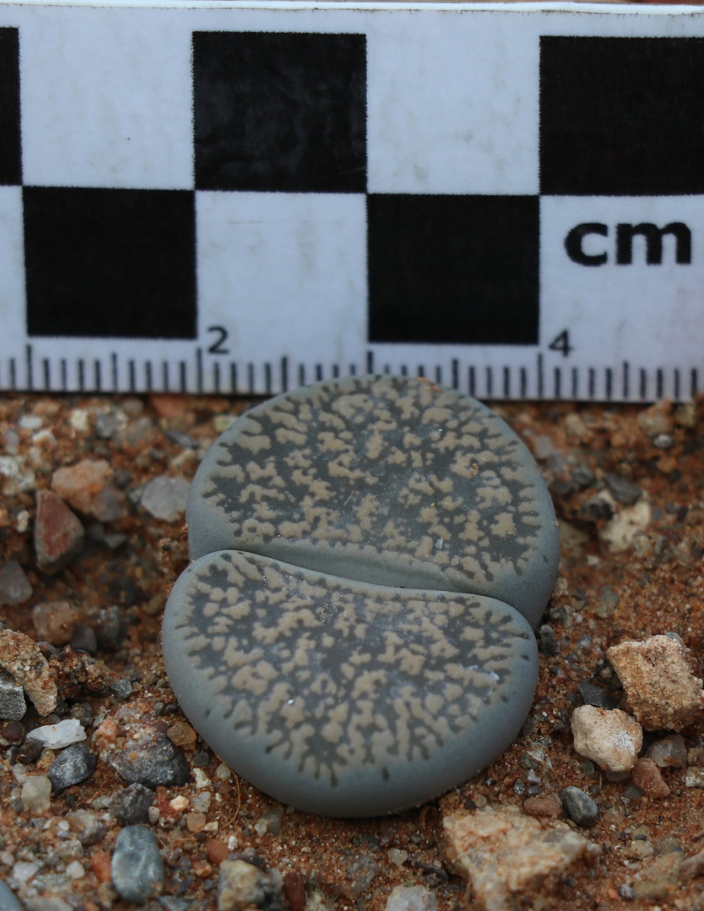 Lithops lesliei subsp. burchellii (C308) Douglas