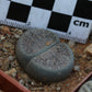 Lithops lesliei subsp. burchellii (C308) Douglas