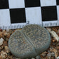 Lithops lesliei subsp. burchellii (C308) Douglas