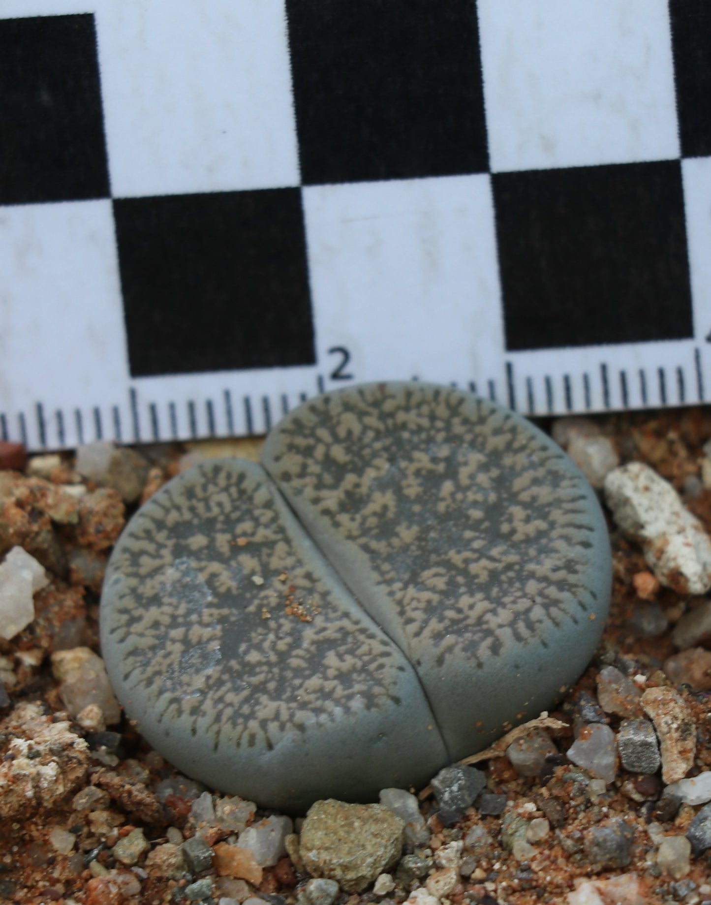 Lithops lesliei subsp. burchellii (C308) Douglas