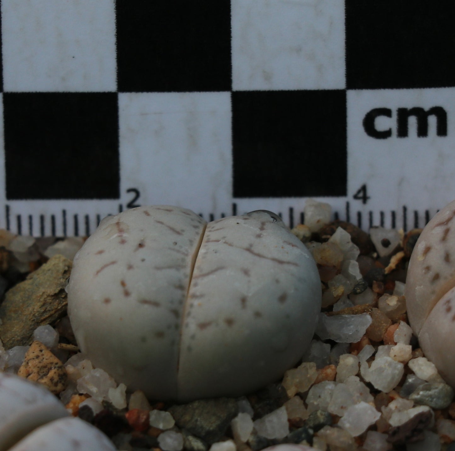 Dinteranthus vanzylii