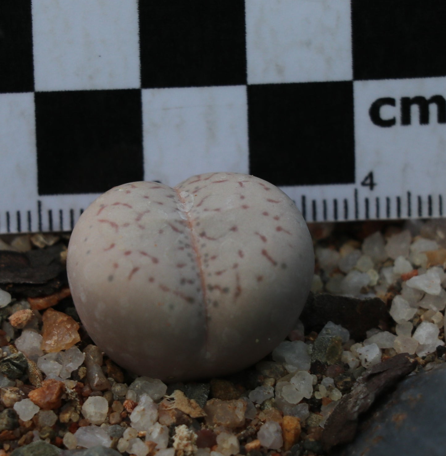 Dinteranthus vanzylii