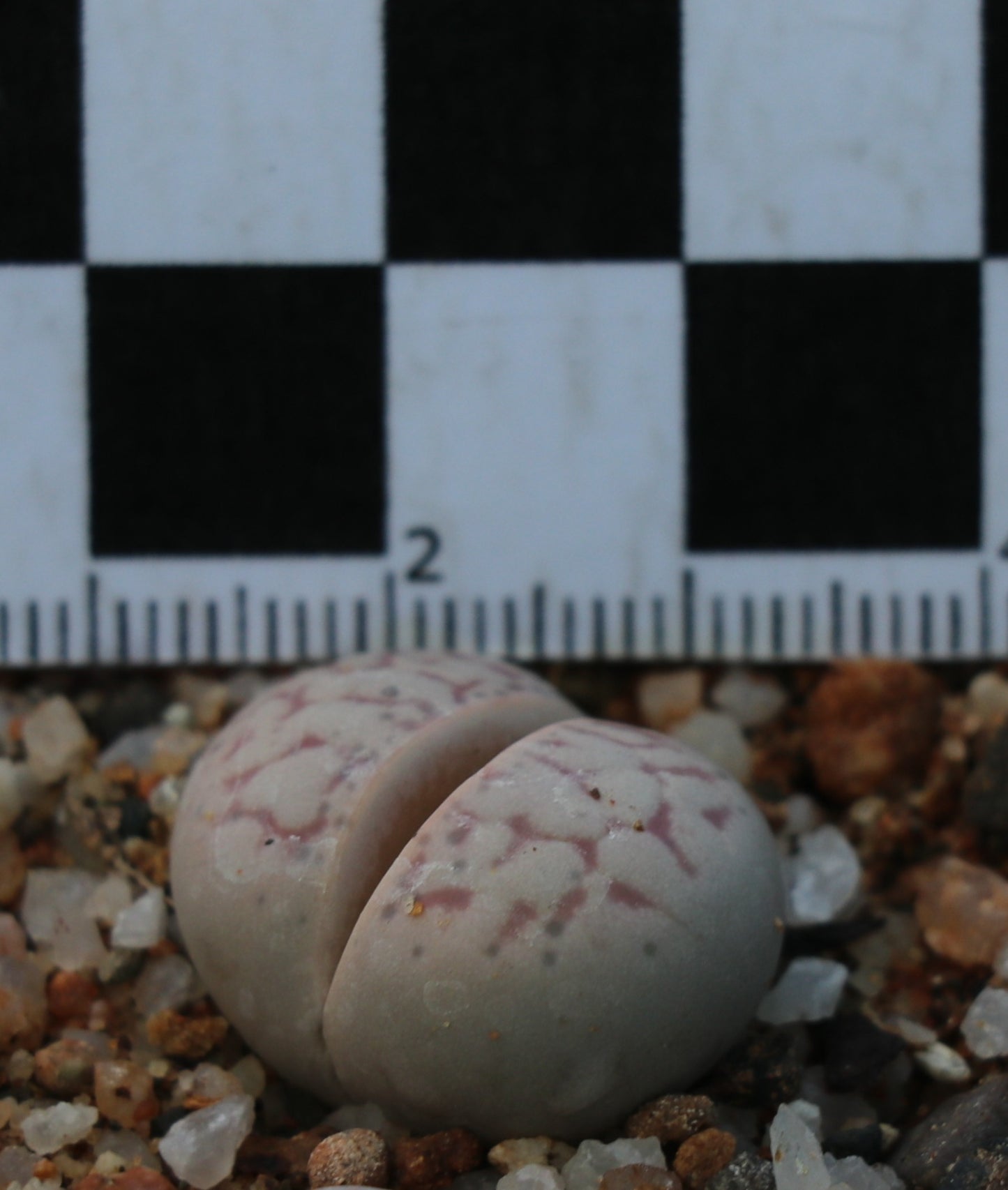 Dinteranthus vanzylii