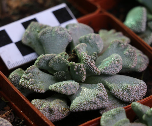 Titanopsis calcarea (Sheep's Tongue, Skilpadvoetjie)